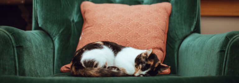 Arthritis in Cats