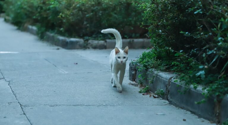 All About Tail Wags