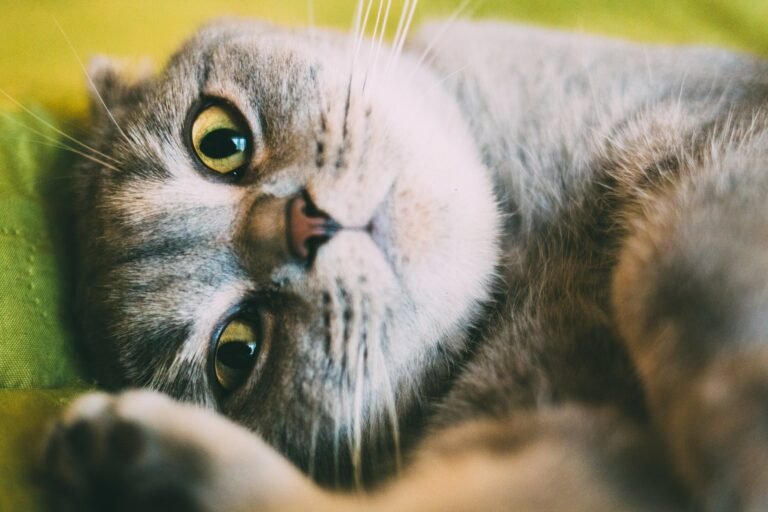 Cat Strokes: The Silent Stalkers