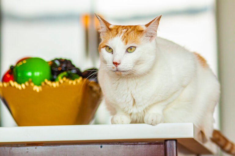 Diabetes in Cats