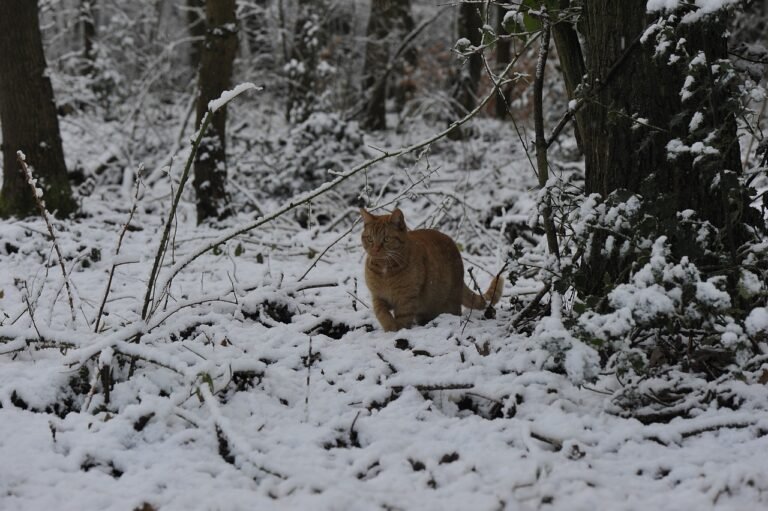 Feral Cats Deserve Warmth This Winter
