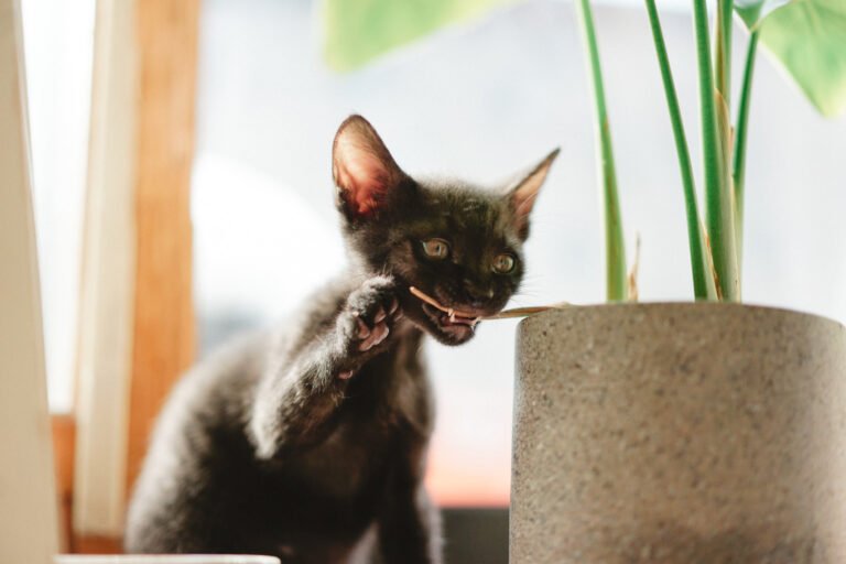 Cheeky Cats Who Chew