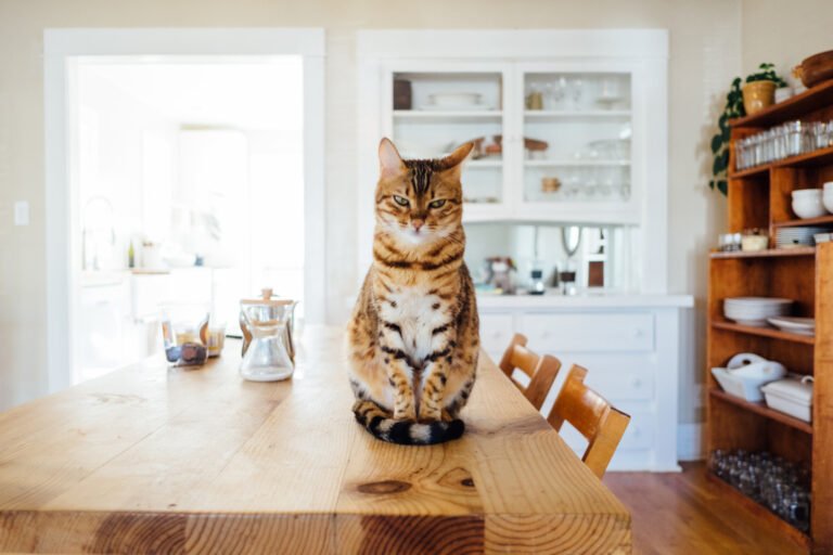 Dementia in Senior Cats
