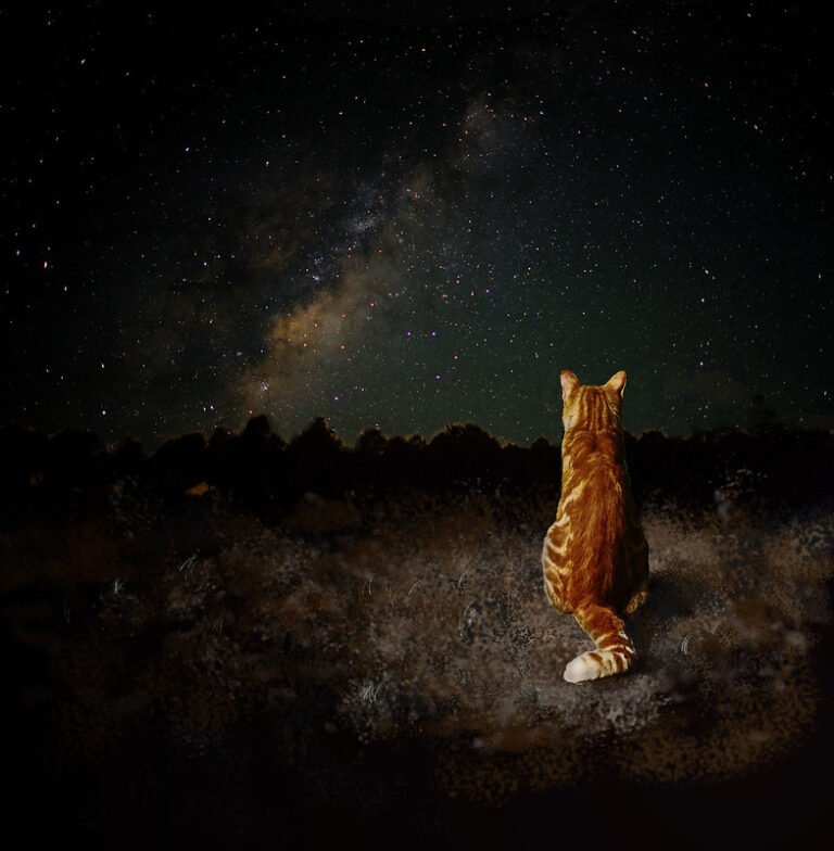 Felines and Zodiac Signs