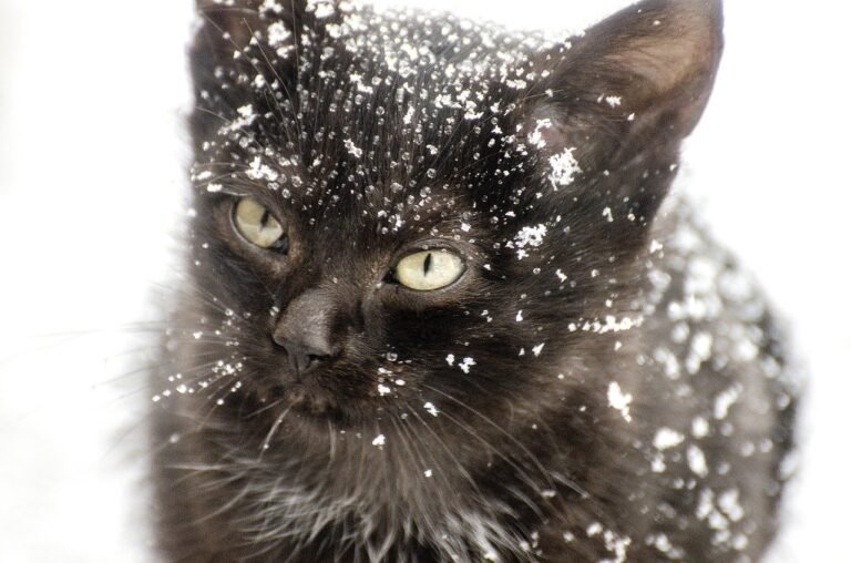 The Hazards of Cat Hypothermia
