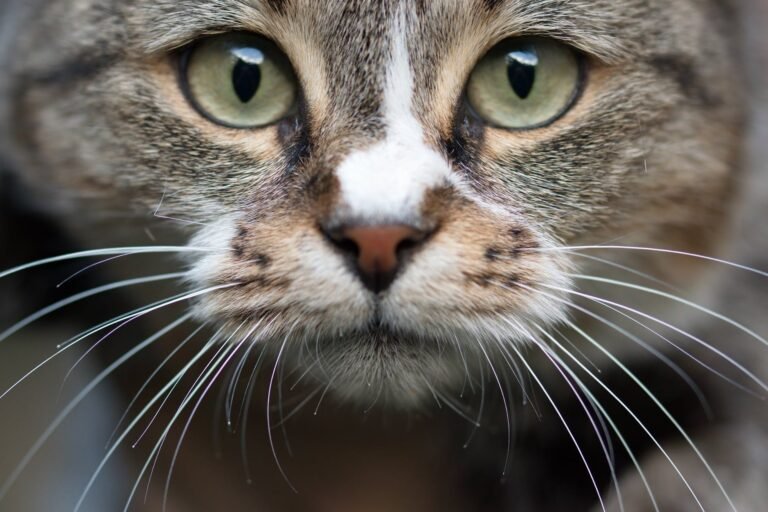 Nosebleeds in Cats
