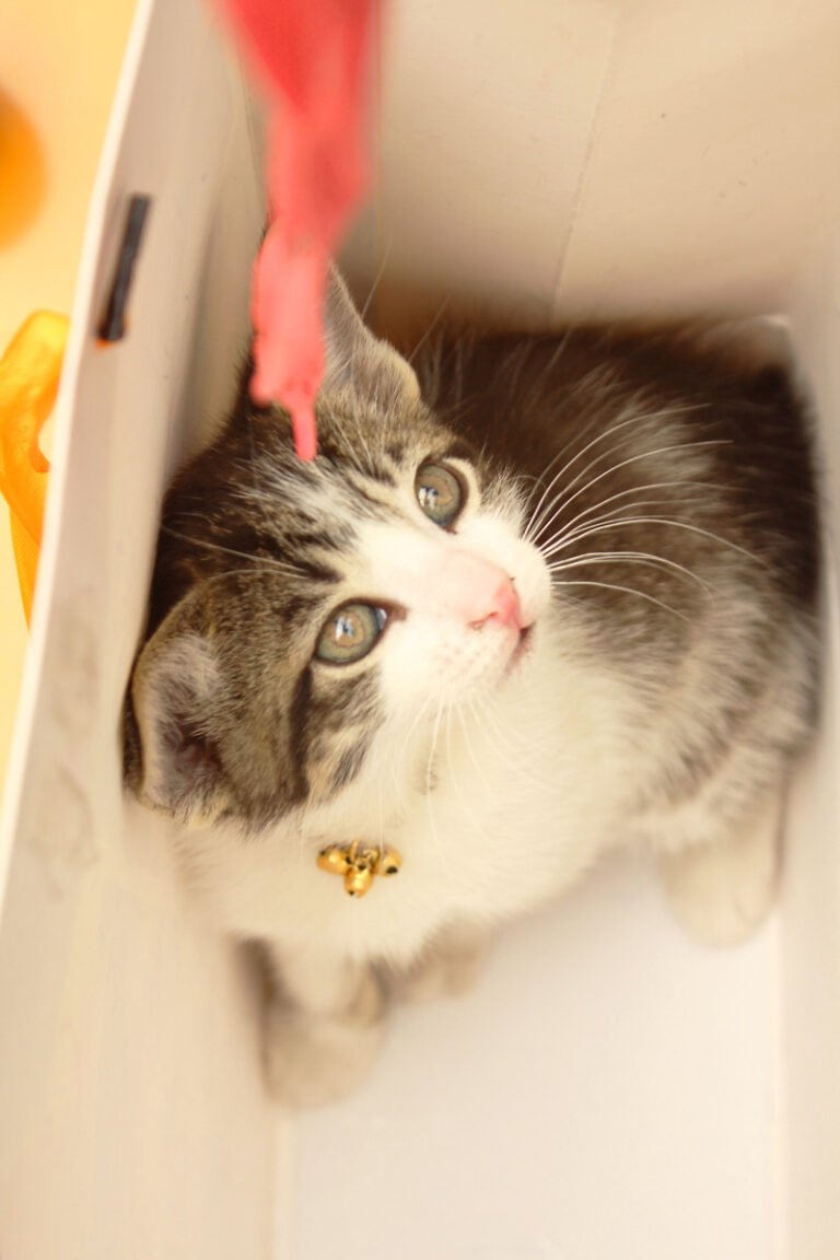 Is Ribbon Risky for Kitty?