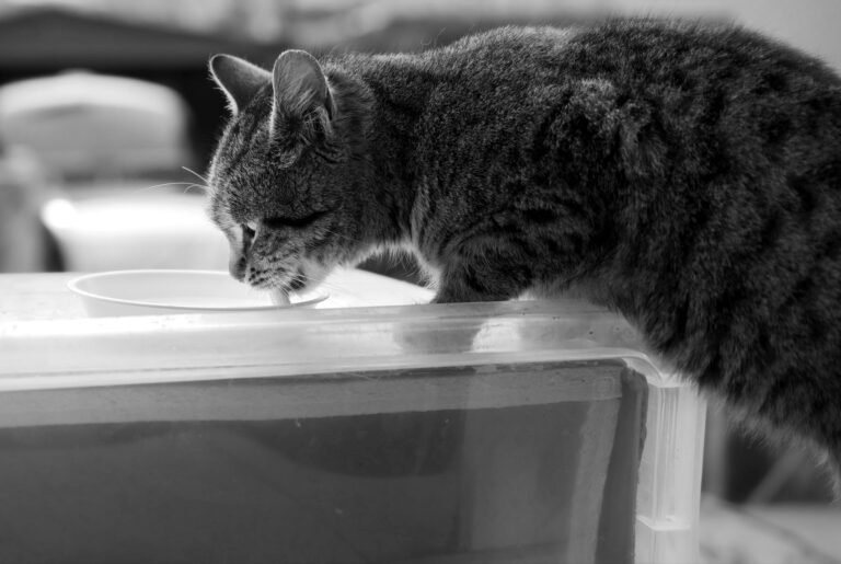 10 Ways to Coax Cats to Drink More Water