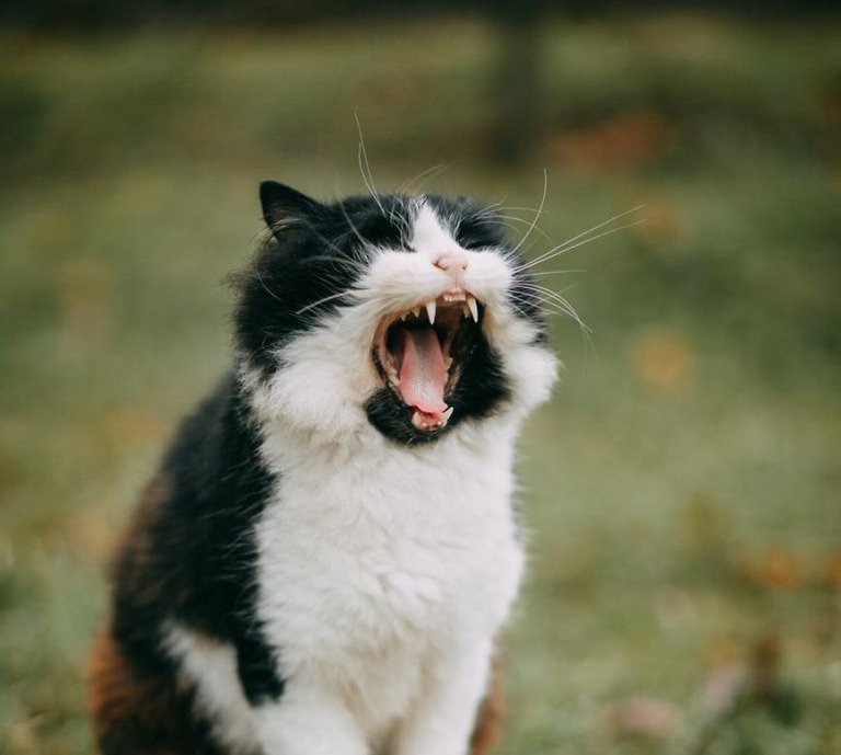 Hairballs: Fiction and Fact