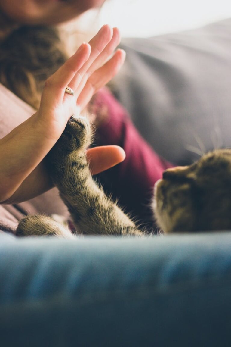 Cats Who Won’t Cuddle