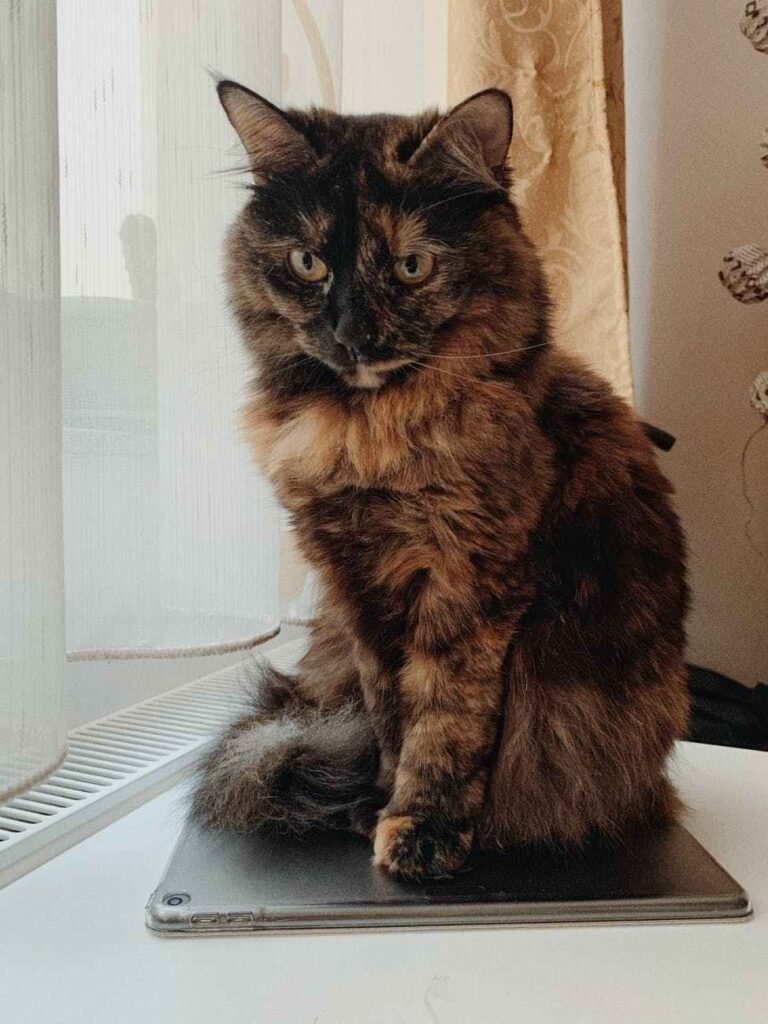 Keeping Cats Off Counters