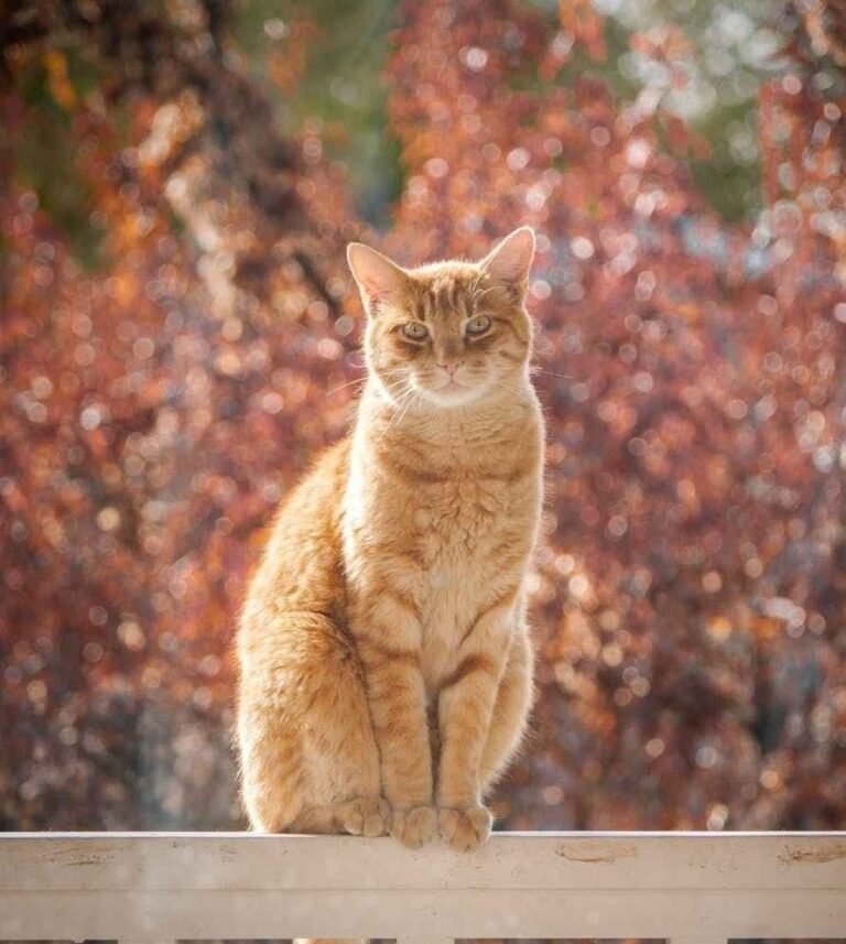 Helping Semi-Feral Cats Adjust to Life Indoors