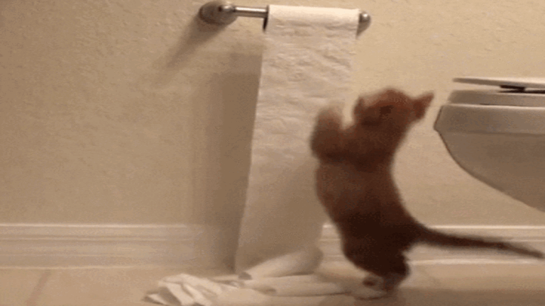 Toilet Paper as a Toy?