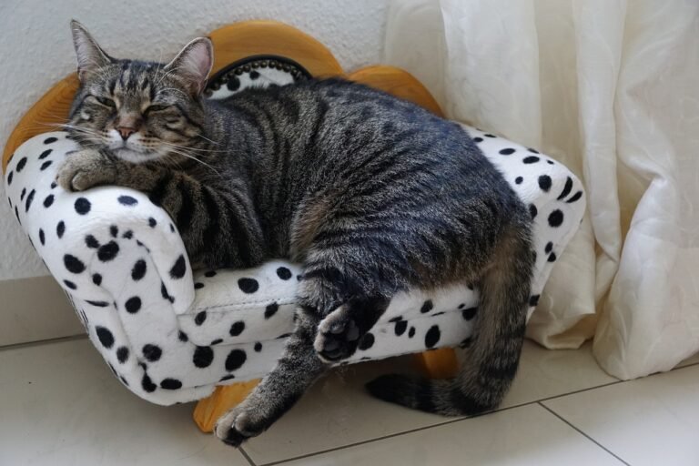 Your Cat as Therapy Cat