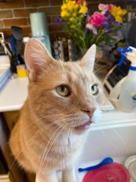 Updates on Nibbles
