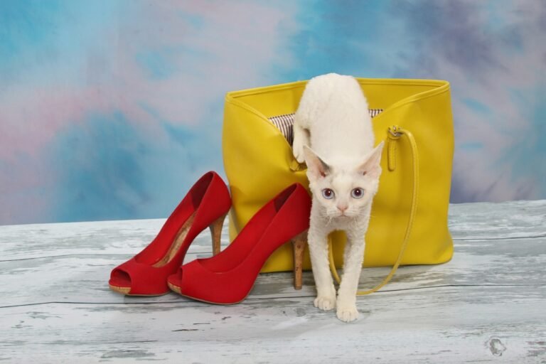 Preparing Cats for Your Return to Work