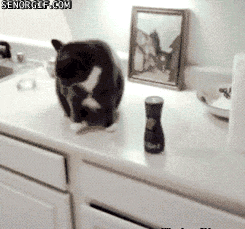 Why Do Kitties Knock Things Over?