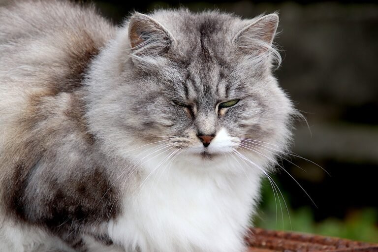 Hyperthyroidism in Cats