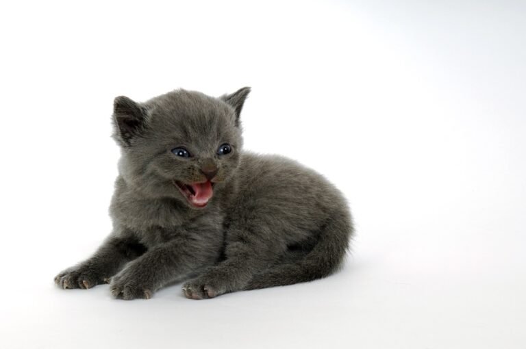 Excessive Meowing in Cats
