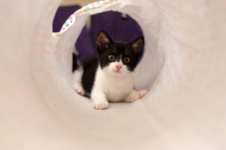 The Case for Cat Tunnels