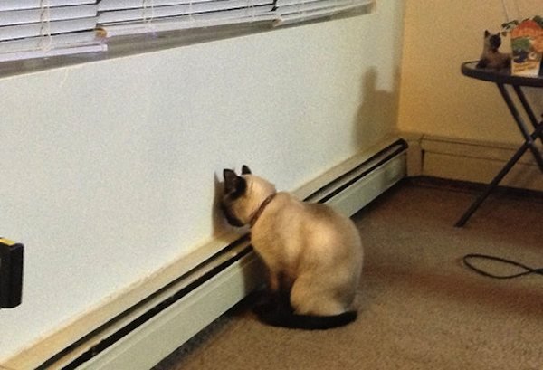 Head Pressing in Cats