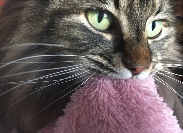 Why Cats Suck on Blankets
