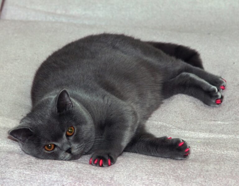 Hypertension in Cats