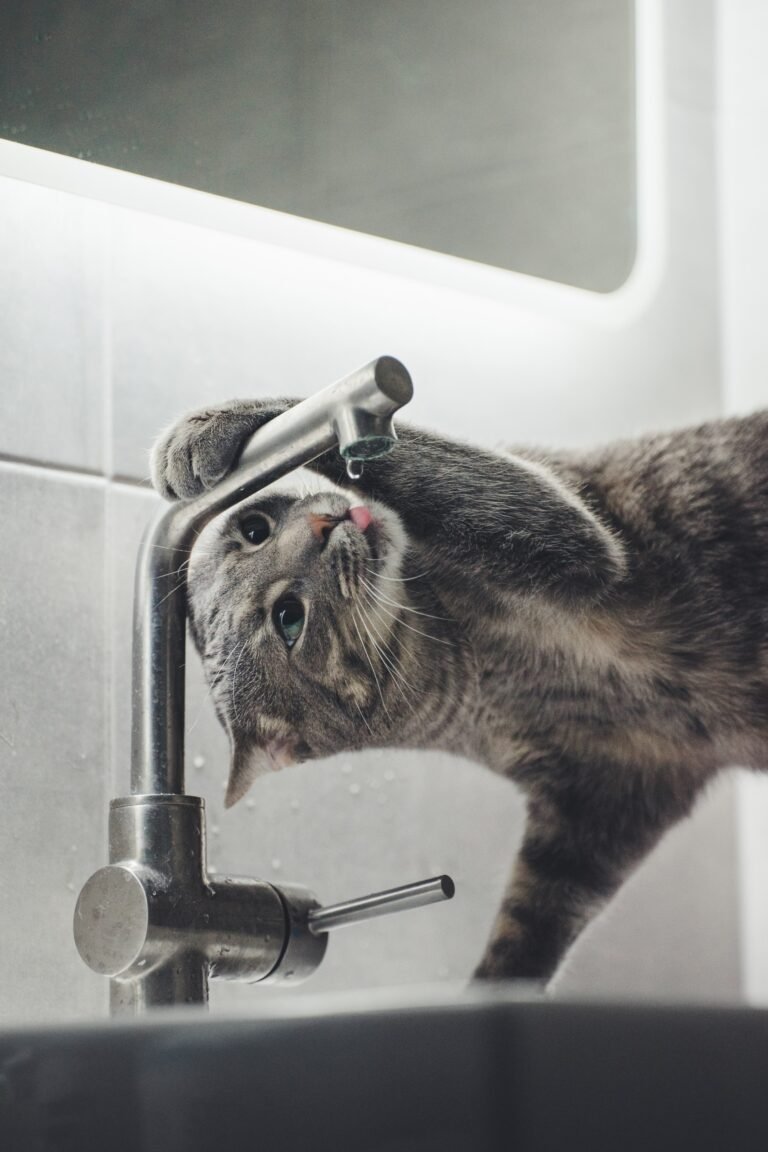Does Your Cat Drink From the Sink?