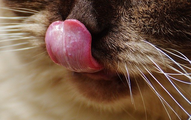 Tantalizing Tidbits about Cat Tongues