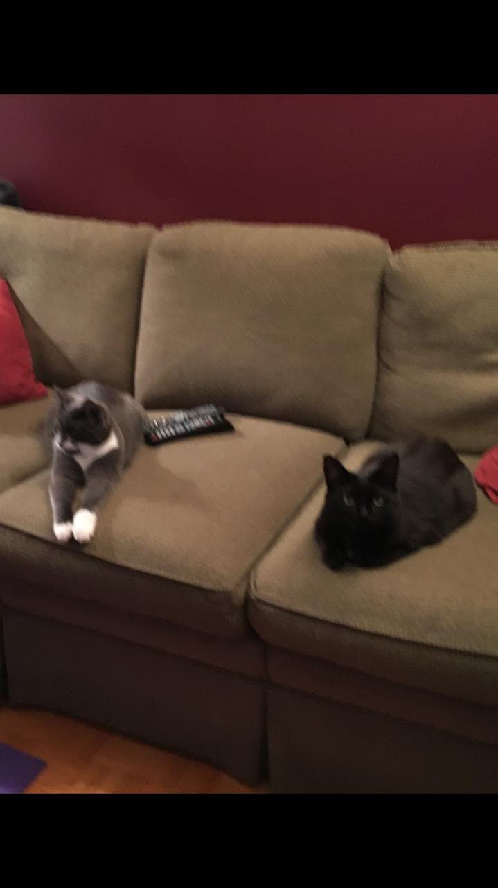 Updates on Blackie and Trixie