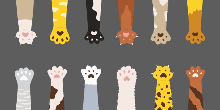 Fascinating Facts about Pussycat Paws