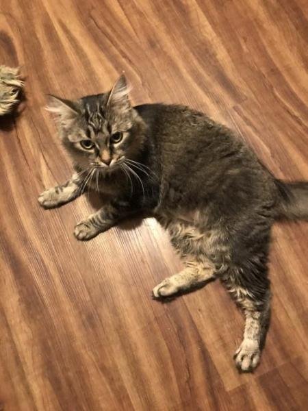 Updates on GiGi