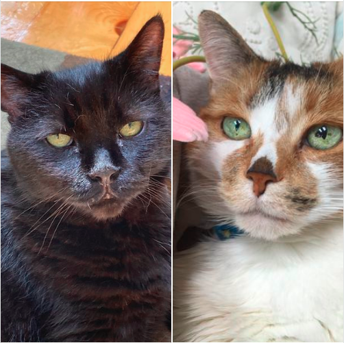 Updates on Mookie & Sophie