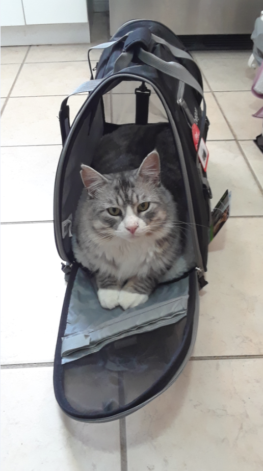 Safety First When Visiting the Vet