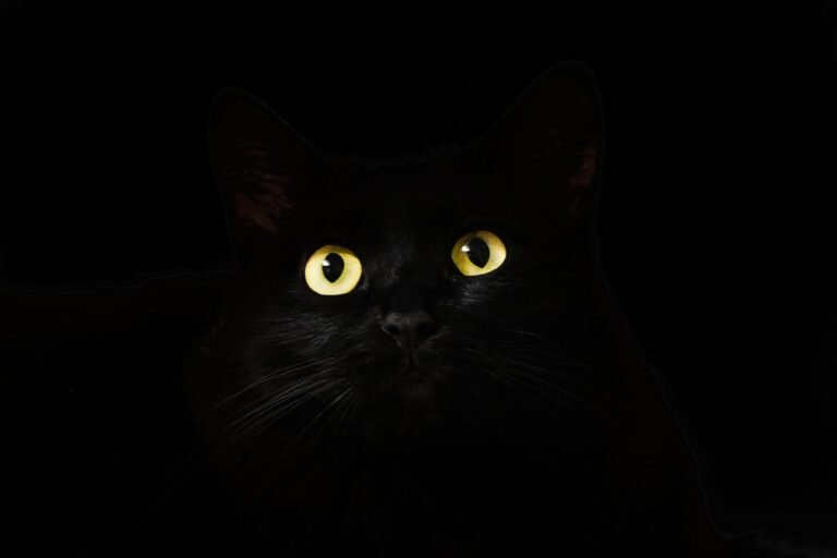 Cats’ Eye Colors Explained