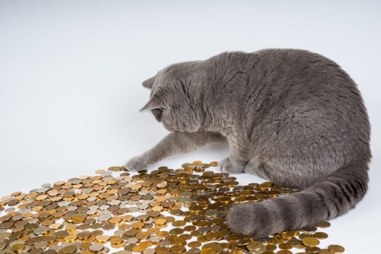 Uh-Oh! When Felines Ingest Foreign Objects