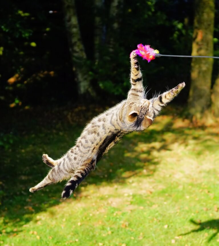 How DO Falling Felines Land On Their Feet?