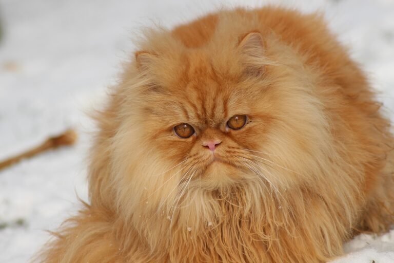 Kitty Hair Here, There and Everywhere!