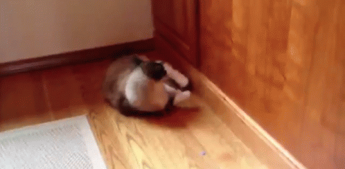 When Cats Chase Their Tails: Play or Problem
