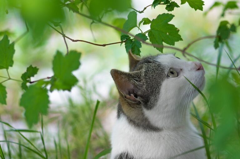 7 Backyard Threats to Kitty’s Safety