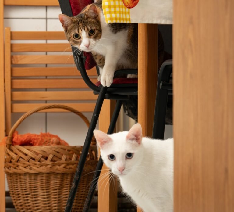 The Purr-fect Way to Greet Your New Kitty