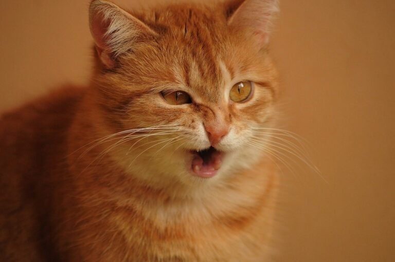 Is Kitty Allergic to YOU?