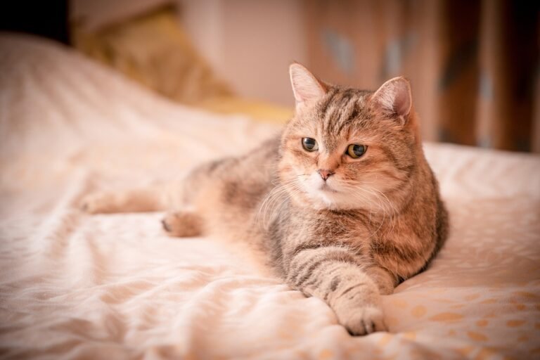 Can Cats Lie Down on Cue?