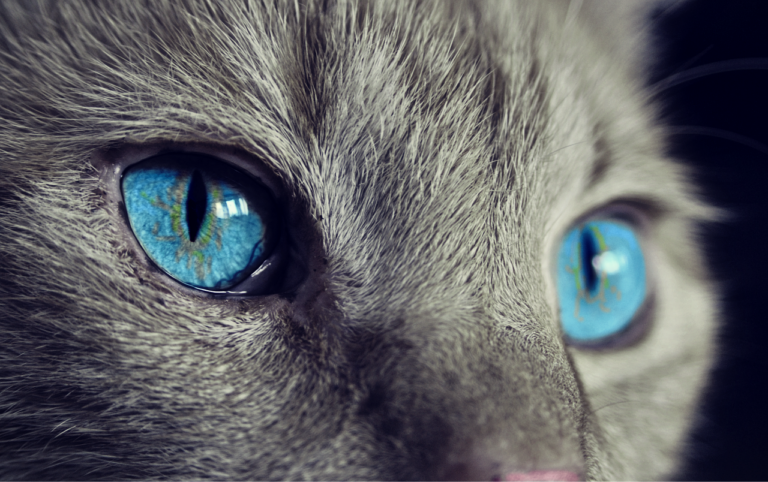 Glaucoma in Cats