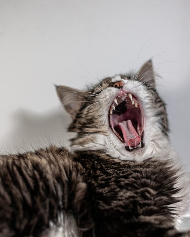 brown tabby cat with mouth open