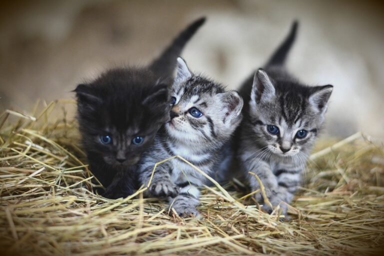 Kitten Finders, Kitten Keepers?