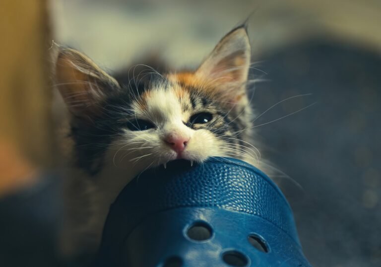 Tips to Help Teething Kittens