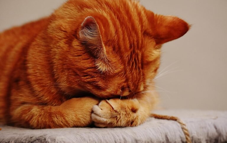 Why Do Sleeping Cats Cover Their Faces?