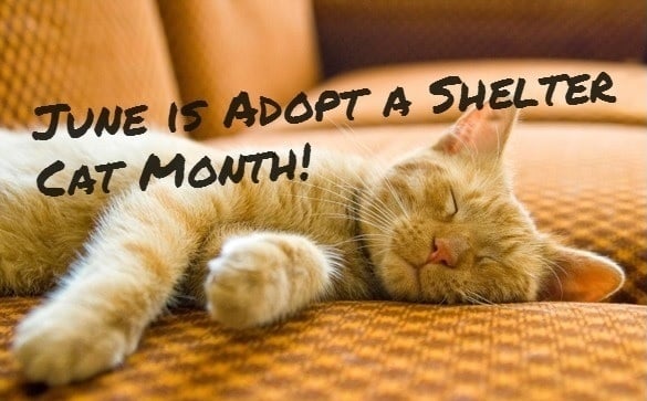 June Is Adopt A Shelter Cat Month North Toronto Cat Rescue