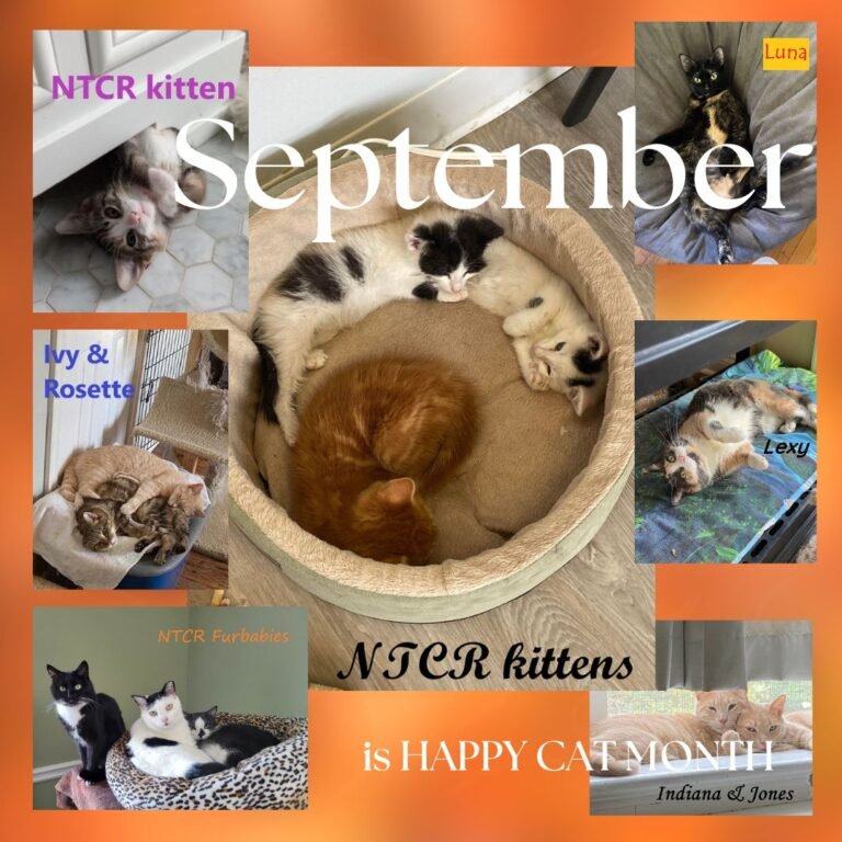 September is “Happy Cat Month”